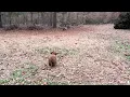 Red poodles walking outside