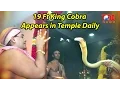 Lagu Amazing King Cobra Snake Puja Video performed at a Temple in Malaysia