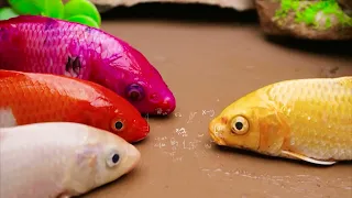 A Birthday Surprise for Koi Fish – But Nothing Goes as Planned! | Stop Motion Koi Fish