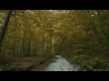 Dear Gravity & Simon Wester ●● The Kingdom (Official Video)