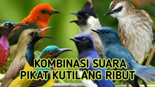 Download Kombinasi suara pikat kutilang ribut anti zonk | semua burung besar kecil auto nempel MP3