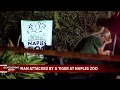 Tiger attacks worker who put his arm through fence at Naples Zoo deputies say