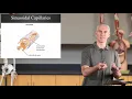 Capillaries Ch20 Blood Vessels - Slides16-26
