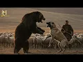 Download Lagu Kangal vs Bear: The Most Insane Dog Confrontation