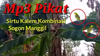 Download Suara Pikat Sirtu NGEKREK Kalem Kombinasi Sogon Manggil MP3