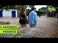 Lagu AMORES PERROS: Petro enamorado da felices paseos mientras Colombia se INUNDA | #ElControl