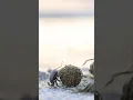 Download Lagu The dung beetle is nature’s tiny workhorse. Quite the unsung hero of the ecosystem! ​⁠