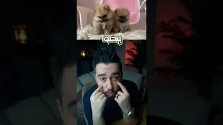 هل الكلاب فعلا بتحب أصحابها  دراسة ترد  دندنها
