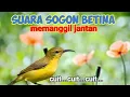 Download Lagu Suara Pikat Sogon Betina Memanggil Jantan
