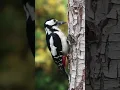 Download Lagu Woodpecker Sounds and other birdsounds ☺️#woodpecker #woodpeckersounds #birdsounds #relax #shorts