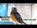 Download Lagu Suara Pancingan MURAI BATU TROTOL Agar Cepat Bunyi GACOR ‼️ MASTERAN MB BAHAN agar EMOSI FIGHTER