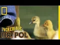 Take a Gander at These Geese - Season 2 Episode 9 Barnyard Babies with Dr Pol