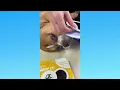 Get your Dog s Nose Print