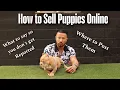 How to Sell Puppies Online