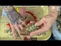 How To Roll A Backwood