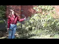 How to Rejuvenate a Rhododendron