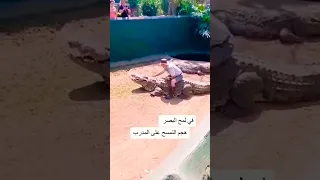 هجوم تمساح على المدرب 