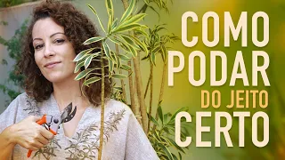 TESOURA na mão: hora da PODA da pleomele
