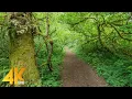 Download Lagu 4K Virtual Hike on a Sunny Day - 3,5 Hours Forest Walk along the Coal Creek Trail, Bellevue