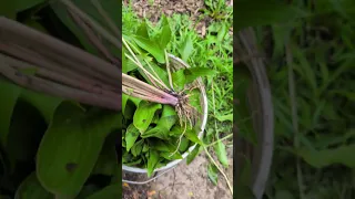 Transplanting Hostas from one location to another