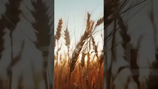 صوت الهواء جمال الطبيعة صوت الهواء 