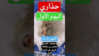 خطأ يقتل فراخ الكناري أنثى الكناري ستحرمك من البيض و تأكله فحذاري 