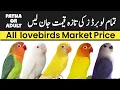 Download Lagu lovebird prices 2025 | lovebird price in Pakistan
