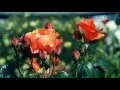 Download Lagu Porque' исполняет Лаура Дедович