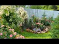 Download Lagu РОЗЫвая сказка! Вы Розы хотели? Их есть у меня!❤️🌹15 июля 2025 г.