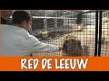 Lagu Wat doet Stichting Leeuw allemaal? | DierenpraatTV