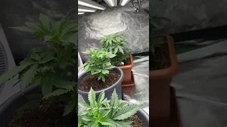 تجربة زراعه الحشيش في المنزل دندنها