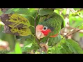 11 HOURS of Rainforest Birds in 4K - Colorful Breathtaking Birds with Sound by Nature Relaxation