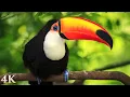 Download Lagu 11 JAM Burung Hutan Hujan dalam 4K - Burung-burung Berwarna-warni yang Menakjubkan dengan Suara dari Alam yang Relaksasi