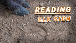 ELK SIGN 101 - Tracks Rubs Wallows and Elk Turds