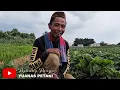 Download Lagu Rumput tetangga belum tentu lebih hijau🍠🍠🍠