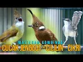 Lagu MASTERAN CUCAK JENGGOT - CIBLEK KEISTAL - CILILIN