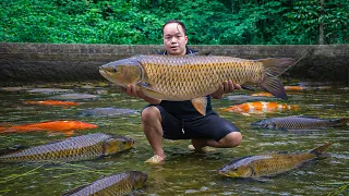 Cleaning Up and Releasing Fish into the Large Pond – A New Beginning for Raising Thousands of Fish