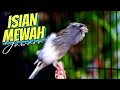 Download Lagu BIKIN MAHAL - MASTERAN KENARI ISIAN BLACKTHROAT GACOR CENGKOK ISIAN MEWAH JAWARA