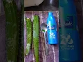 Download Lagu Aloe Vera gel for Hair growth and Face Care