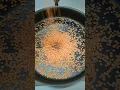 Download Lagu small adas beans || color orange || relaxing sound ASMR.#short #viral