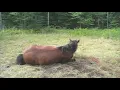 All the Wild Horses - Ray LaMontagne (High Res Version)