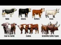 Every Cattle Term Explained In 9 Minutes