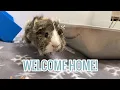 Bringing your Guinea Pigs Home for the First Time What to Expect Tips to Help
