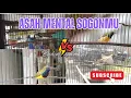 Download Lagu ASAH MENTAL SOGONMU DENGAN SUARA SOGON TARUNG,PANCINGAN SOGOK ONTONG AGAR CEPAT GACOR NGOBRA