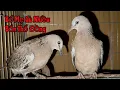 Download Lagu Bố Mẹ Nhập Khẩu Tuyển Chọn ( Giá Vừa Chơi ) #zalo0335202340 #birds 