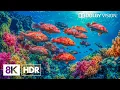 Download Lagu Majestic Marine Wonders in 8K HDR | Dolby Vision™