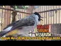 Download Lagu Suara Burung Kutilang Gacor NGALAS TARUNG NGGARUDA ini Cepat untuk MELATIH MENTAL PIKAT KUTILANG