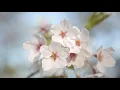 2020 Cherry Blossom Virtual Tour Nature
