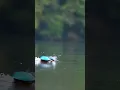 Download Lagu Why Kingfishers Get Stuck in Trees 🐦💥: The Cost of Being a Fast Hunter