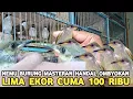 Download Lagu EDAN !! CUMA KARENA BOSAN BURUNG CUCAK LIMA EKOR CUMA 100 RIBU DI PASAR BURUNG PRAMUKA 